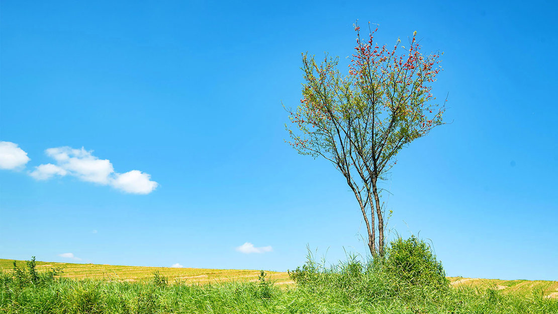 Cherry plum in the wild against blue sky