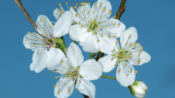 Cherry plum close-up of blossom lowers
