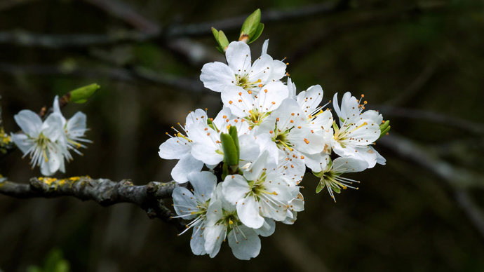 Cherry plum flowers close-up