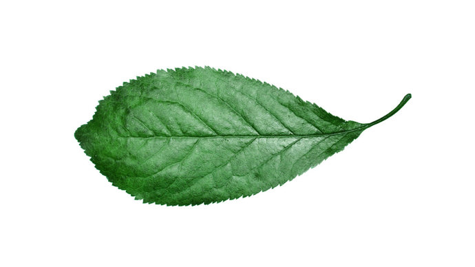 Cherry plum single leaf on white background