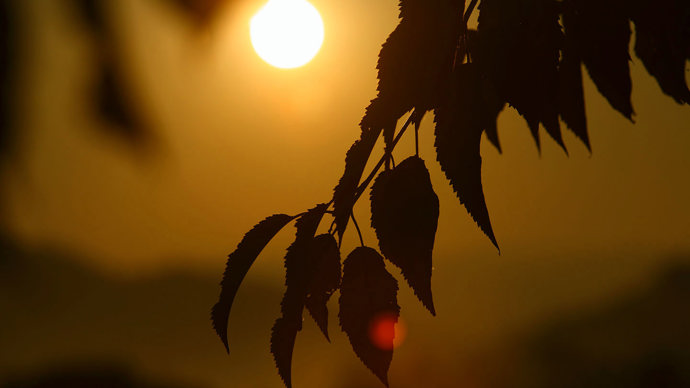 Wild cherry leaves silhouette against sunset