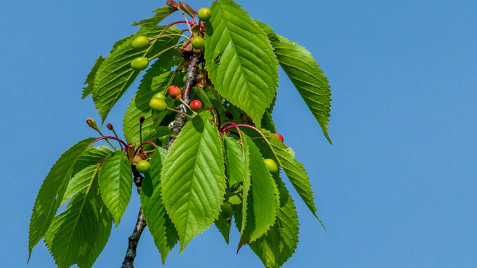 Wild cherry young fruits in spring