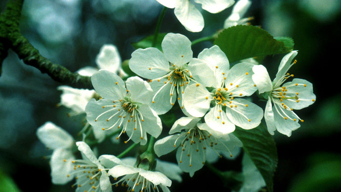 Wild cherry blossom close-up