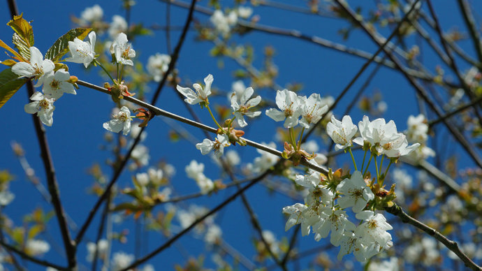 Wild cherry flowers against blue sky