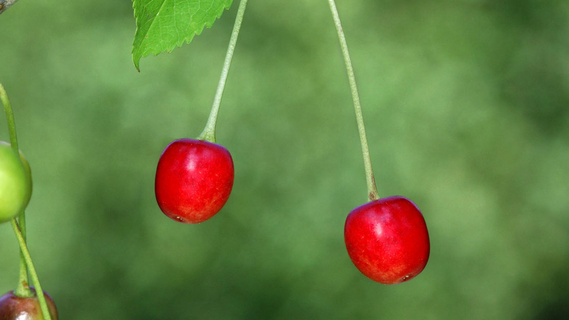 Wild cherry fruit against green background