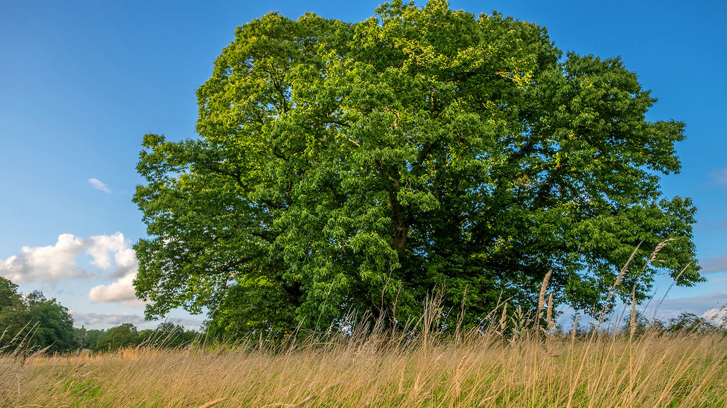 Sweet Chestnut (Castanea sativa) - Woodland Trust