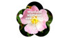 wildflower swatch book cover