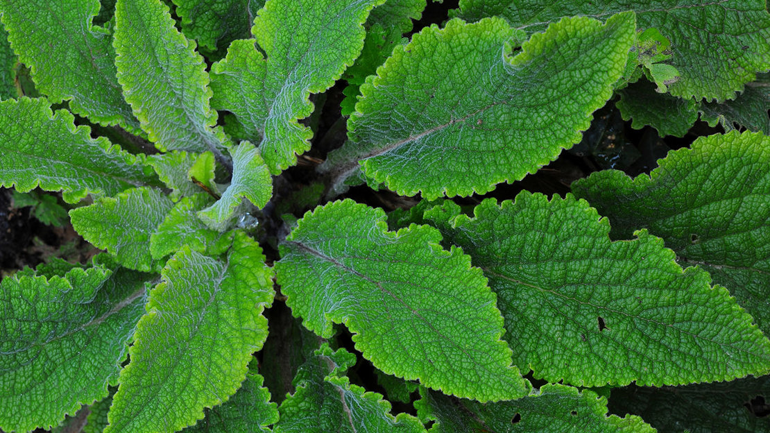 Foxglove leaves in early spring