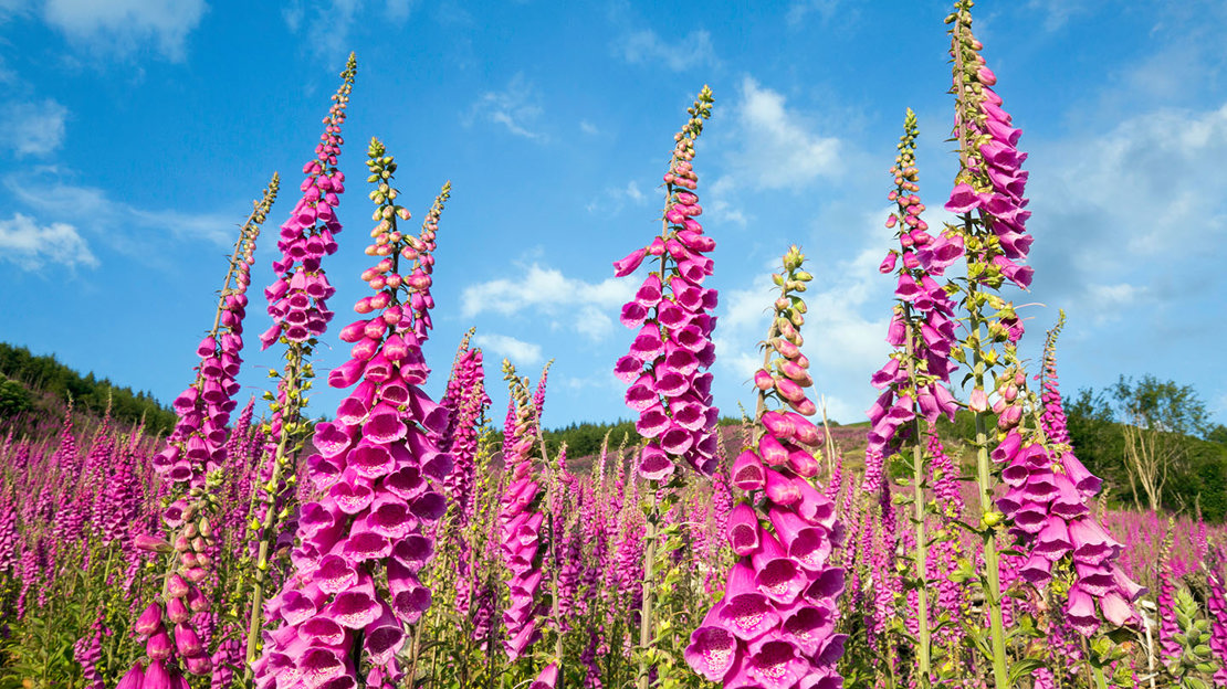 Foxgloves in a field