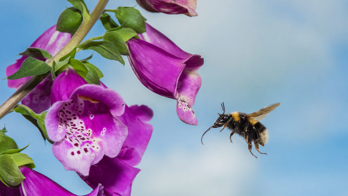 Garden bumblebee flying to foxglove flower
