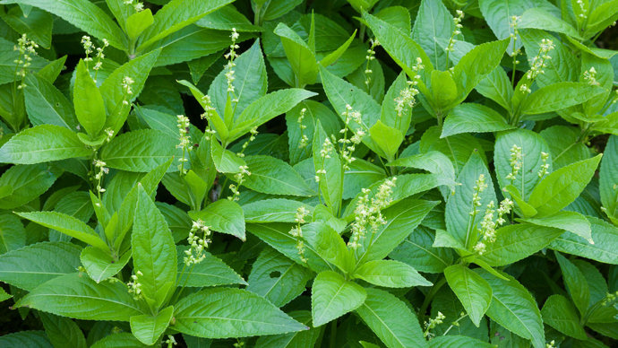 Dog's mercury leaves and small flowers
