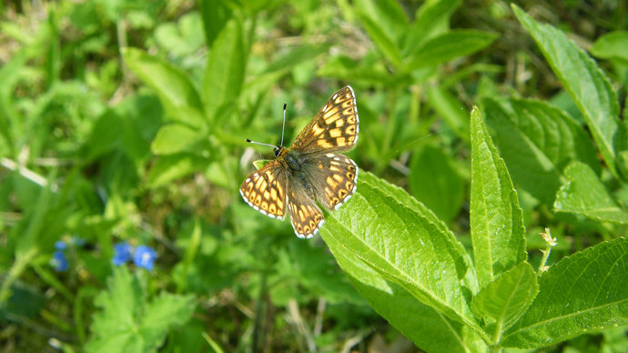 Duke of burgundy butterfly on dog's mercury