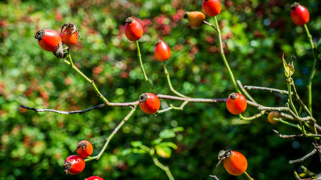 Dog rose fruits