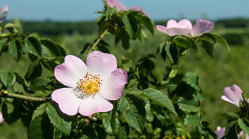 Dog rose flower close-up