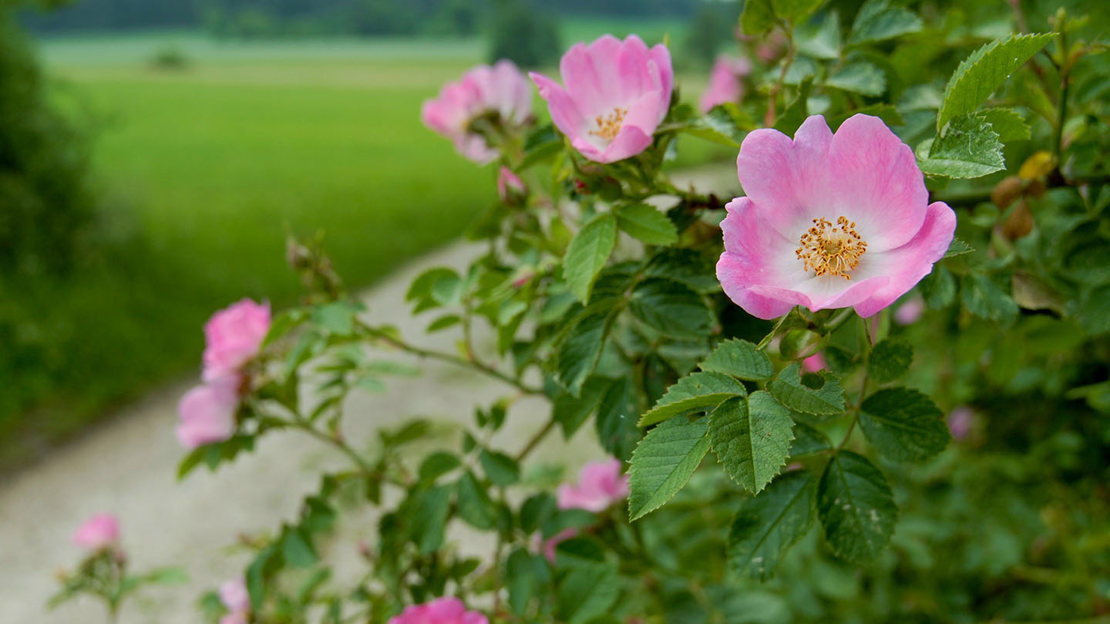 Dog rose flowers and leaves