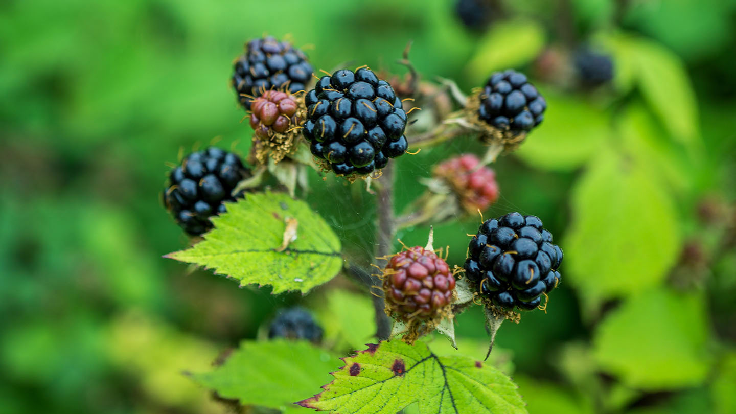 Bramble (Rubus Fruticosus) - British Plants - Woodland Trust