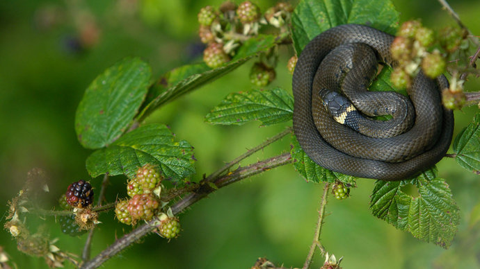 Bramble with grass snake