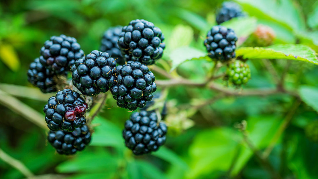 Bramble blackberries