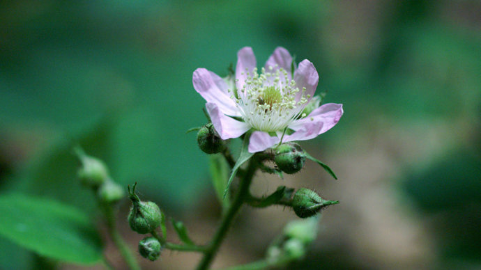 Bramble flower