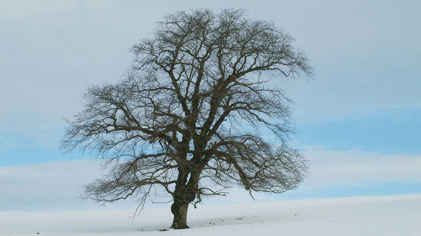 English Elm (Ulmus procera) - British Trees - Woodland Trust