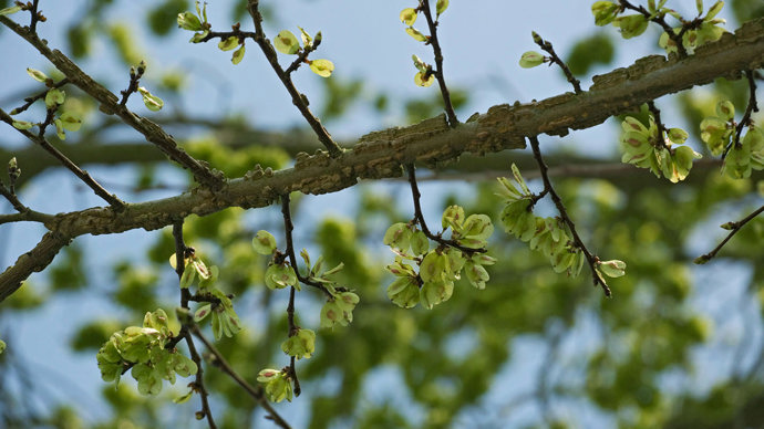 English elm branch in fruit