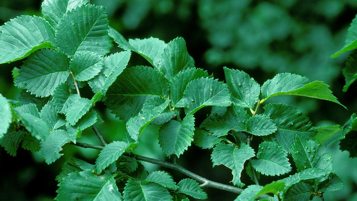 English Elm (Ulmus procera) - British Trees - Woodland Trust