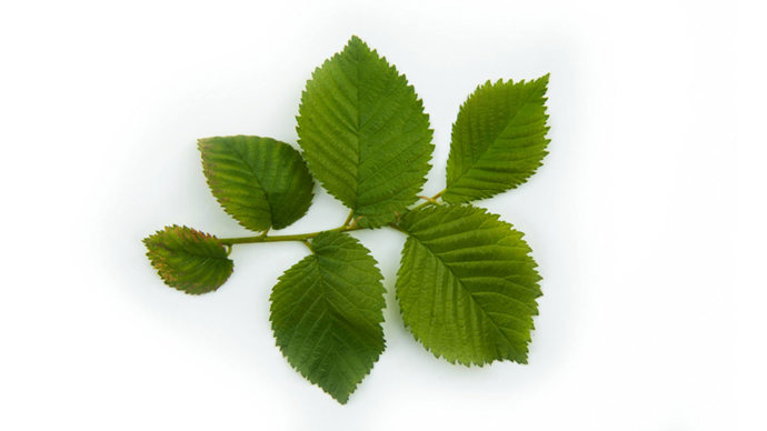 English elm leaves on white background