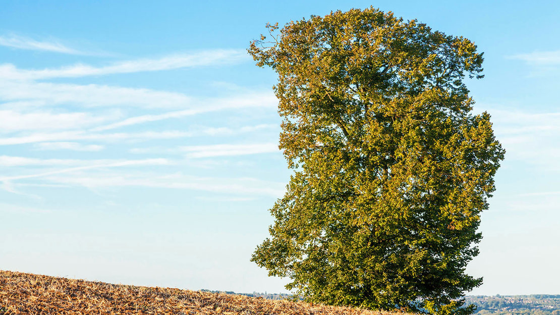 English elm tree on farmland