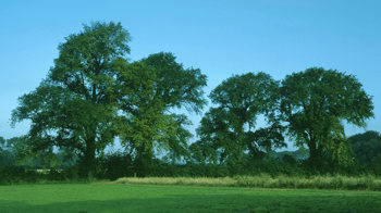 Four English elm trees in a field