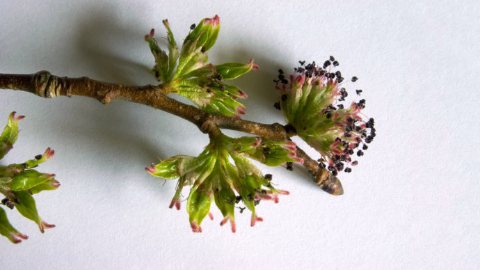 English elm buds flower on white background