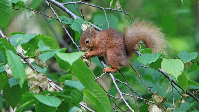 Red squirrel in an English elm