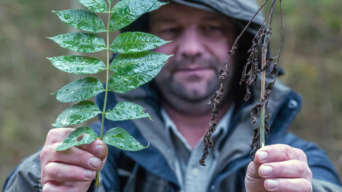 Ash dieback leaf comparison
