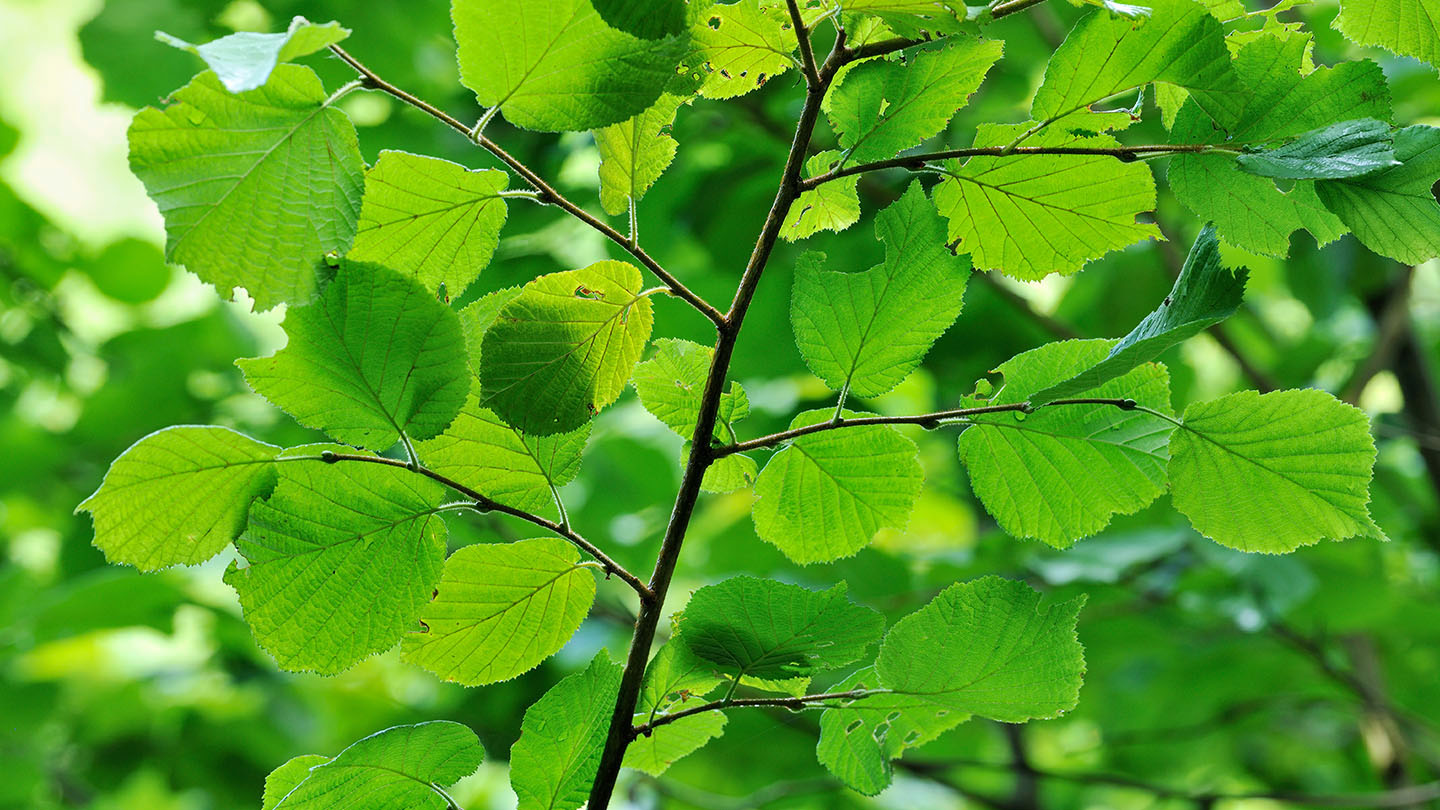 Hazel (Corylus avellana) - British Trees - Woodland Trust