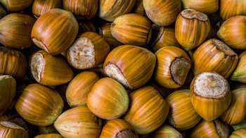 Hazel nuts Hazel nuts