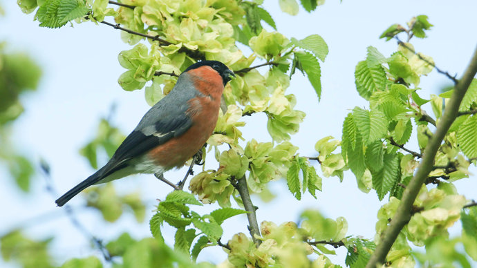 Wych elm with a feeding male bullfinch