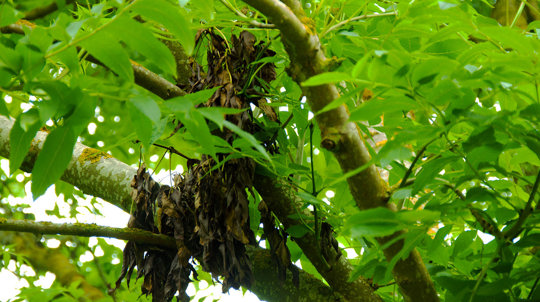 Dead ash leaves surrounded by live leaves