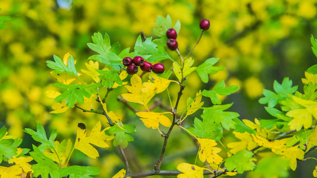 Hawthorn leaves and fruit