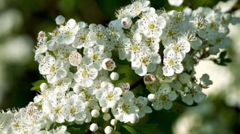 Hawthorn blossom with some flowers yet to bloom