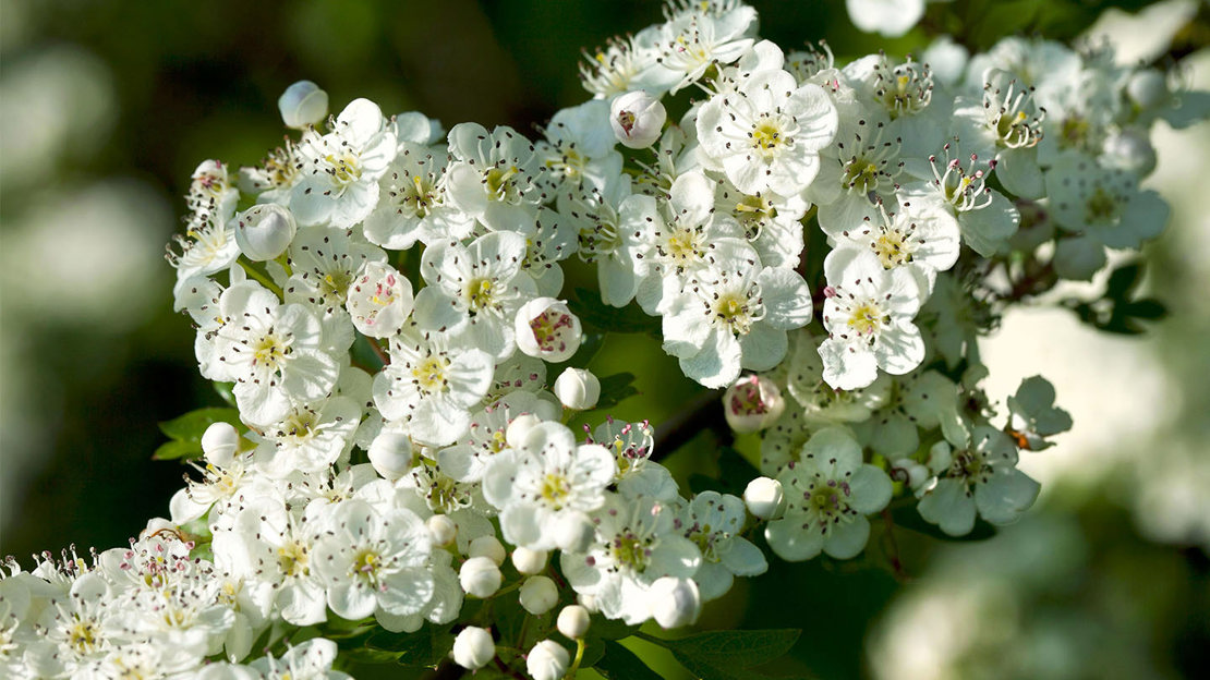 Hawthorn blossom with some flowers yet to bloom