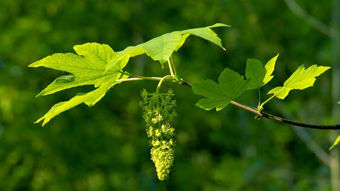 Sycamore flowers and leaves