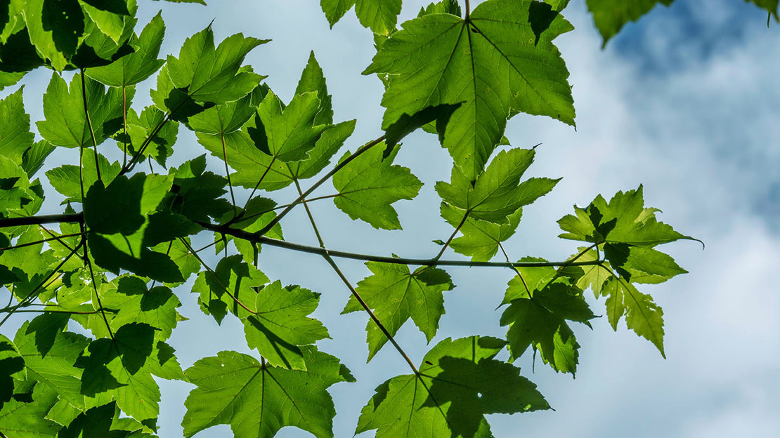 Sycamore leaves against a cloudy blue sky