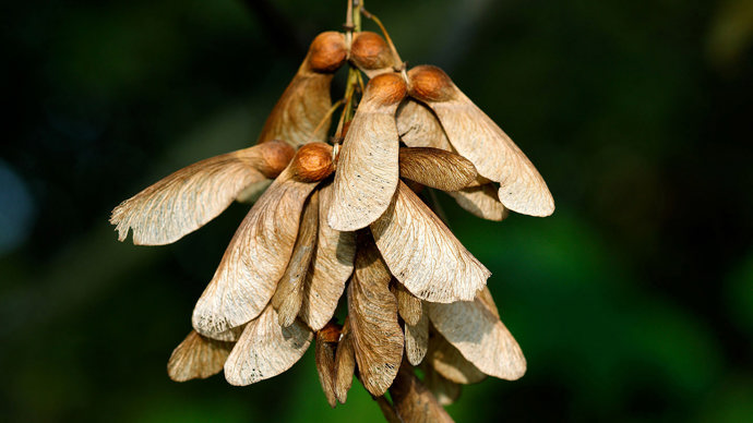 Sycamore seeds against a black background