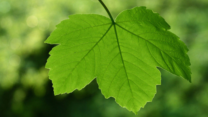Sycamore leaf underside close up