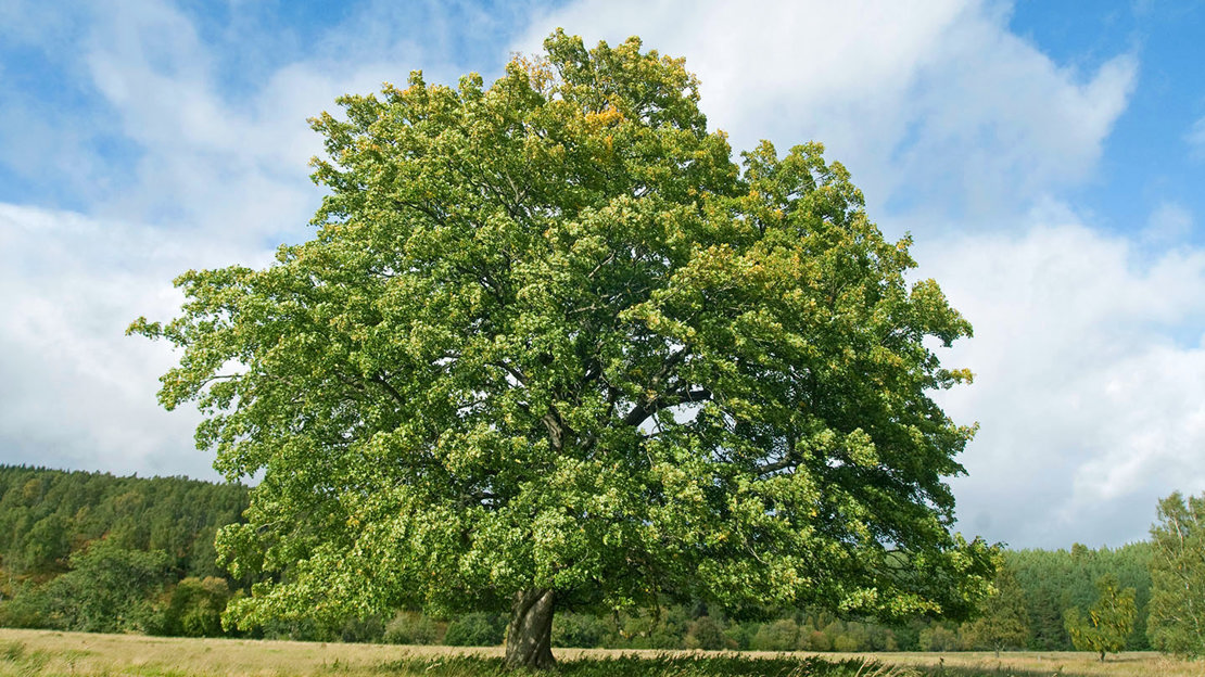 Large sycamore tree in a field