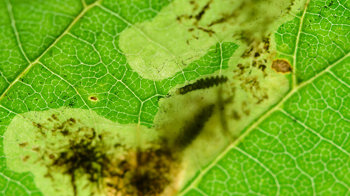 Larvae of the horse chestnut leaf miner boring through the inside of a leaf