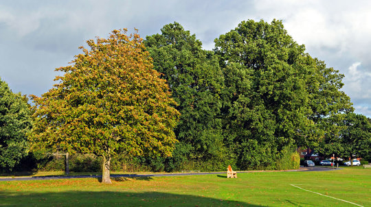 Horse chestnut tree discoloured to yellow after a leaf miner infestation