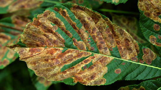 Damaged leaf of a horse chestnut tree