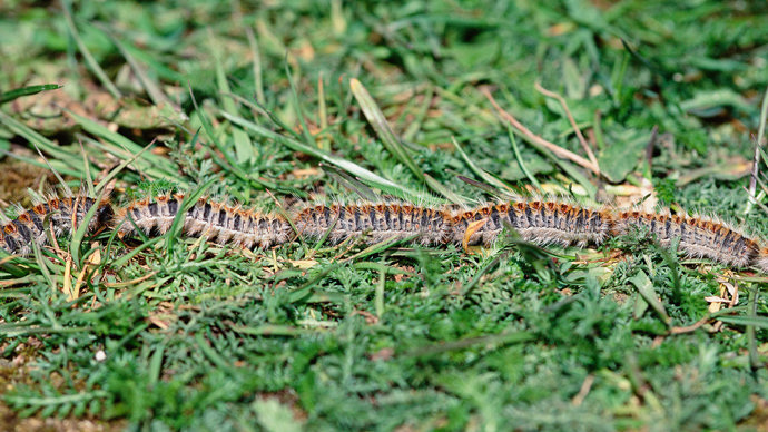 Line of pine processionary moths in procession