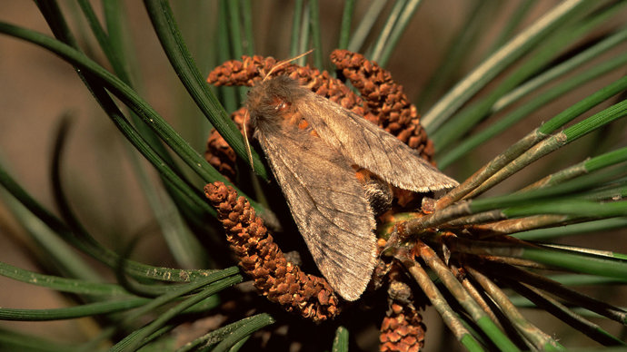 Adult pine processionary moth on pine needles