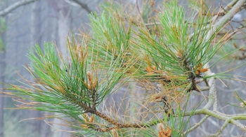Red band needle blight discolouring on a pine tree